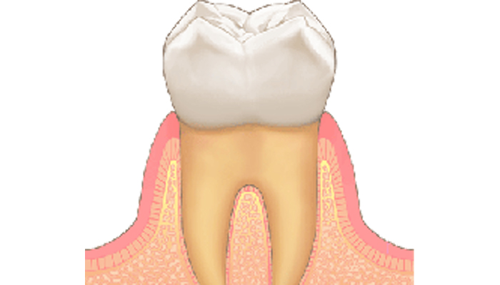 健康な歯ぐきの特徴